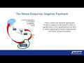 Understanding the Three Stages of Stress Adaptation