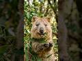 #AI #BANG #POP #BOOM #quokka