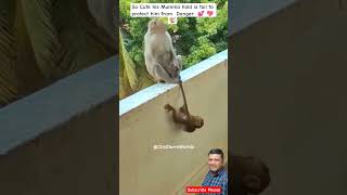 Cute Mumma Monkey Hold Baby Monkey Tail シ