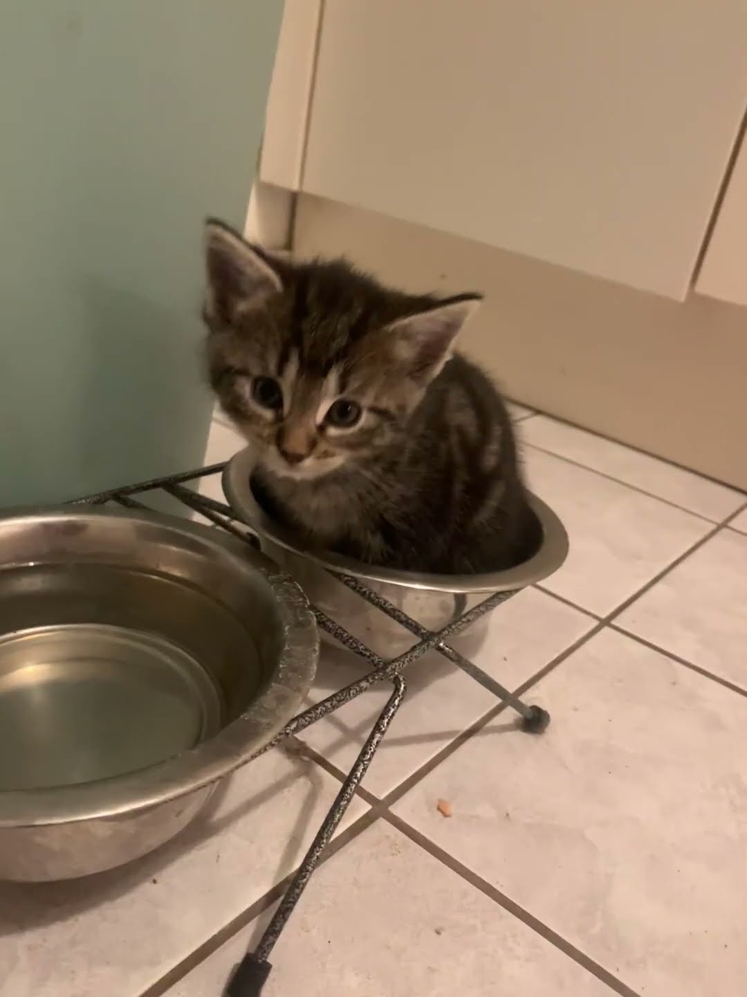Kitten Sits In Food Bowl To Drink Water || ViralHog