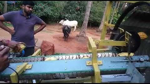 Cocoa pod breaking breaking and beans sperating machine