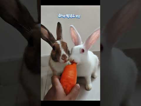 Simbu Limbu Having A Carrot Party Always Up To Some Bunny Fun BunnyLove SimbuLimbu 