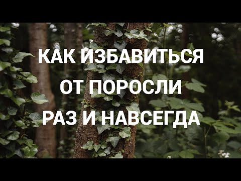 Мешает дерево с порослью. Как избавиться без особого труда.