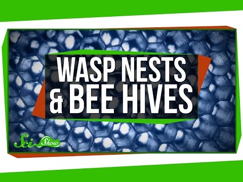 Wasp Nests and Bee Hives