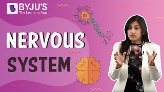 Nervous System: Control and Coordination