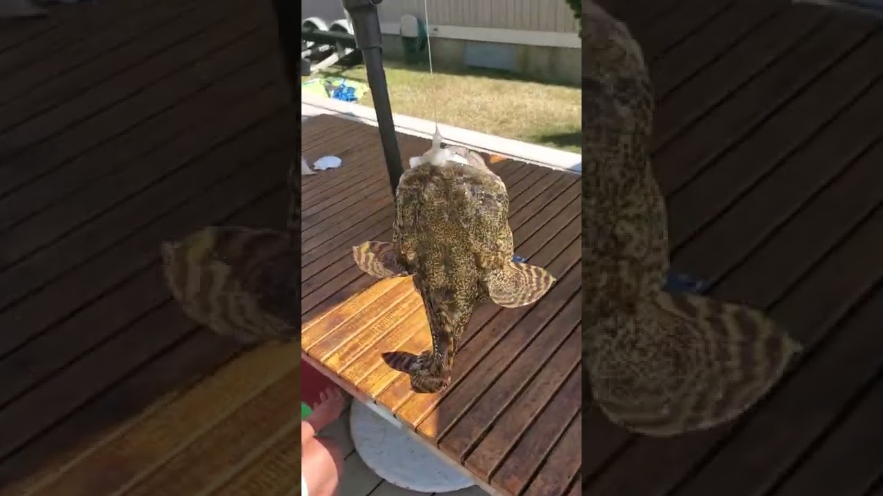 ocean city Maryland bay fishing oyster cracker, their teeth crack open