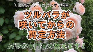 【丸わかり‼】ツルバラが咲いた後の剪定 方法