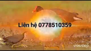 Tiếng chim trích ré và chim quốc mồi gọi chim trời hay nhất ,LH 0899165855