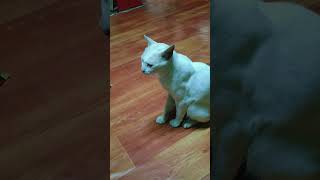 Argh and it's bed time and we are still here. #fypyoutube #simplejoys #cat #love