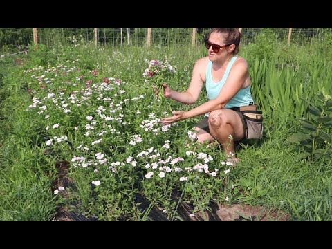 Vídeo: Informació anual de Phlox - Més informació sobre el cultiu de les plantes Phlox de Drummond