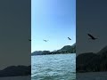 Epic Flying V 🇨🇦#beautifulbc
