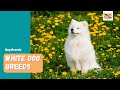 White dog breeds 15 cute furry white dogs in all shapes and sizes