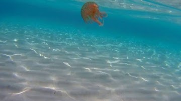 Jellyfish, Son Xorgier, Menorca gitup git2 720p 60fps underwater