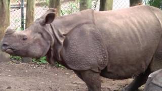 Rhino Gets Explosive Diarrhea