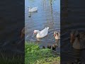 not a goose fan ,  #watchtillend #dog #goose  #gooseduck #ganzen #serenity #holland #dutch