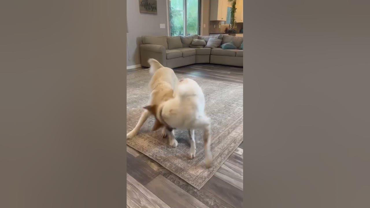 Our rug finally stays in place thanks to this Mohawk rug pad! Link in