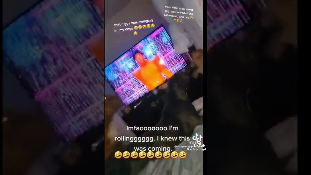 Cat choke slams a pitbull YouTube