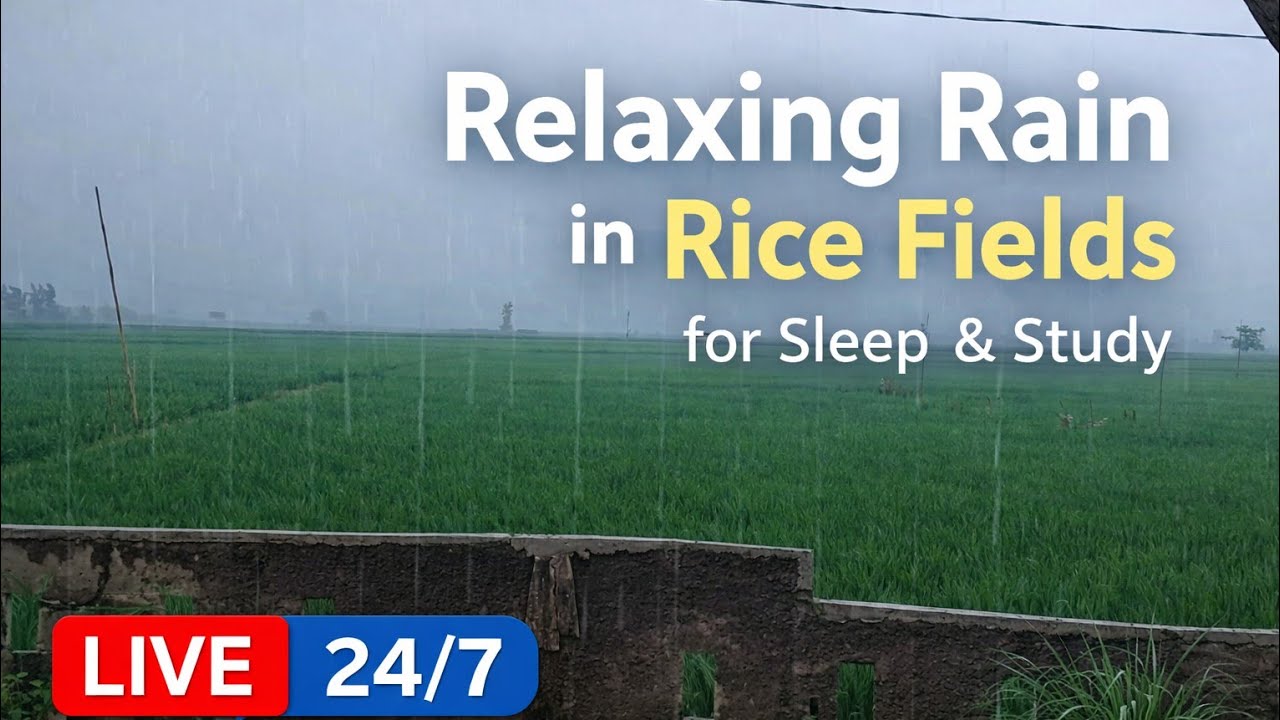 Rainy Rice Fields Ambience | Nature Sounds | LIVE 24/7