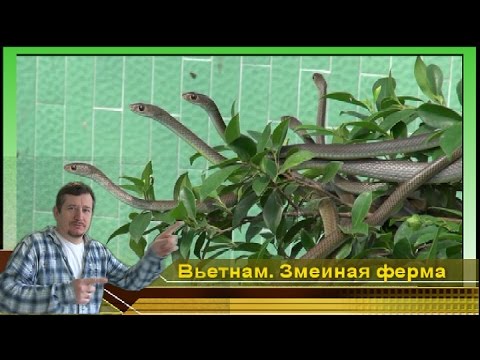Отдых Вьетнам Нячанг. #1 Змеи убийцы под открытым небом. Змеиный источник ферма. вместе весело видео