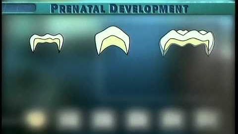 Clip 6: Formation of Mandibular Incisor, Canine, and Molar