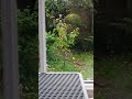 Collared dove council.