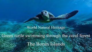 海洋堂　Naturetales アオウミガメ 海洋堂 Naturetales アオウミガメ 海洋堂 Naturetales アオウミガメ