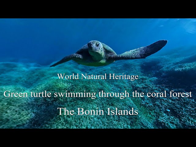 海洋堂　Naturetales アオウミガメ 海洋堂Naturetales アオウミガメ