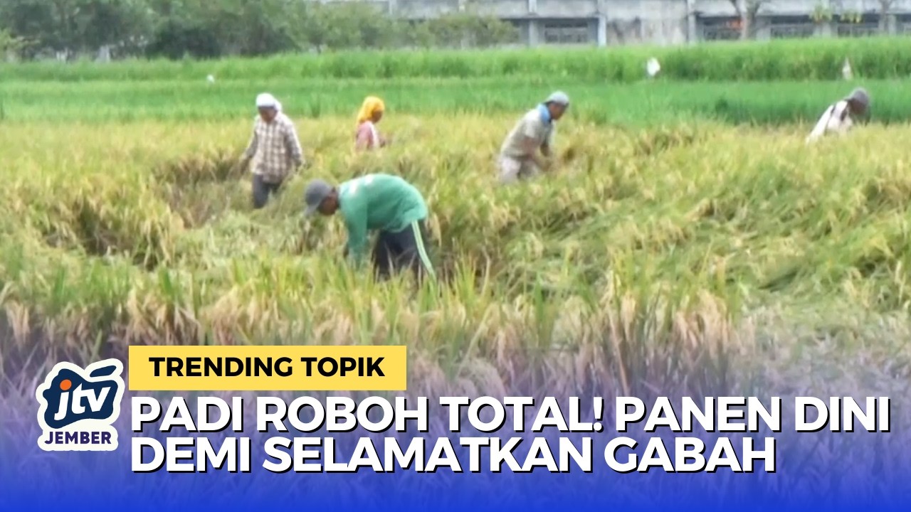 BENCANA! Puluhan Hektar Padi Roboh Diterjang Angin Kencang