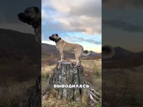 Волки уничтожили яков и пожалели 😱🐺💀