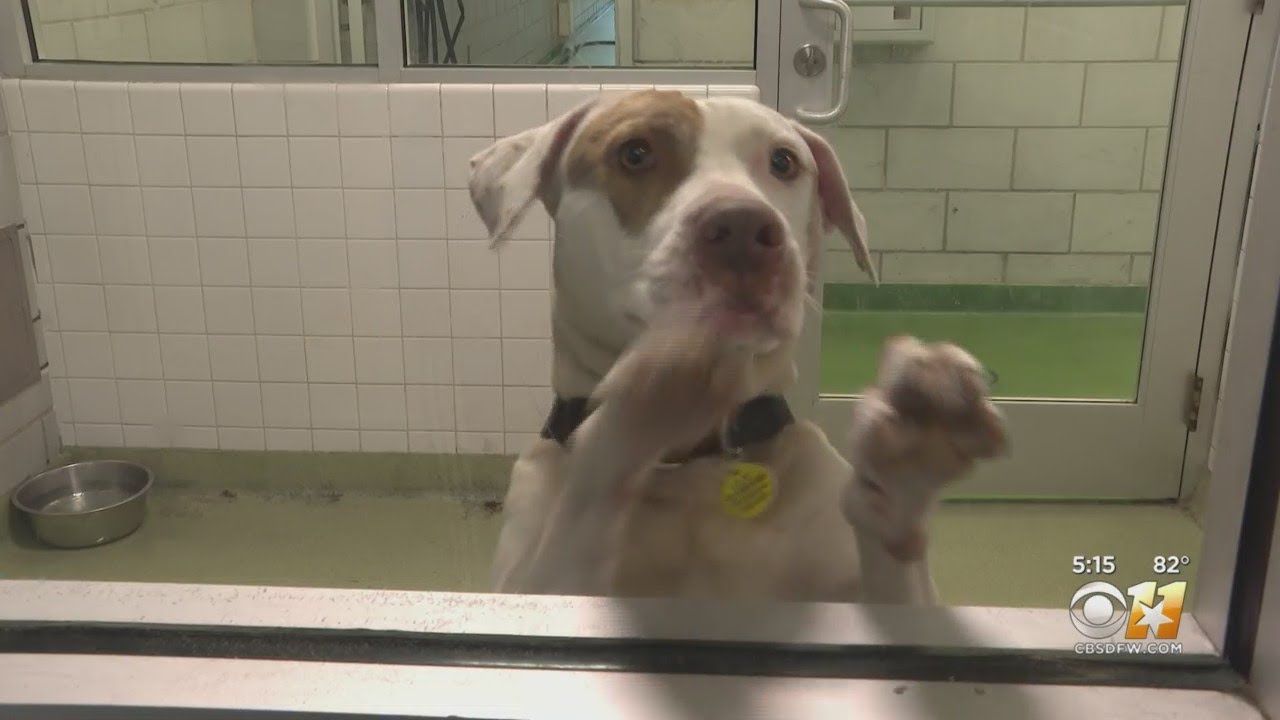 Running Out Of Space: Dallas Animal Services At Highest Capacity Since Pandemic Began