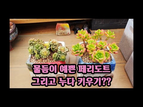 다육이 누다 키우기?페리도트 분갈이 관리하는 팁?多肉植物 succulent plant 다육식물