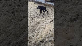 Baby cow jumping around