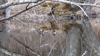 Hooded Merganser Pair (13 April 2022)