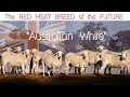 Australian White Meat Sheep - Breed of the FUTURE