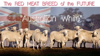Australian White Meat Sheep - Breed of the FUTURE