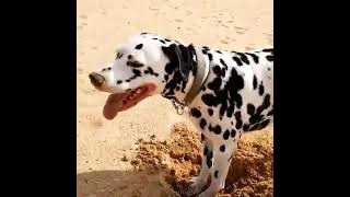 Cute dalmatians playing || cute puppies ... ️️