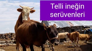 Dişi Inek Erkek Ineğin Ayağına Gitti... 13 Ağustos 2022