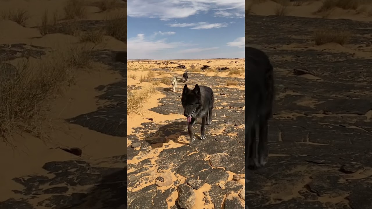 Wolfdogadventure - Mauretania - Wolfdogs in the Sahara #wolfdogs #wolfhunde #shorts #sahara #wolfdog