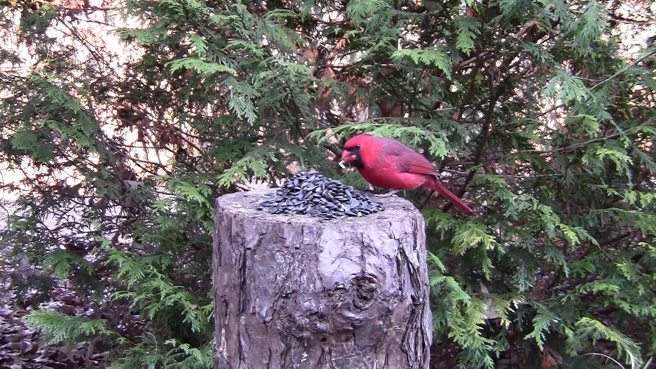 Cardinal birds eating sunflower seeds YouTube