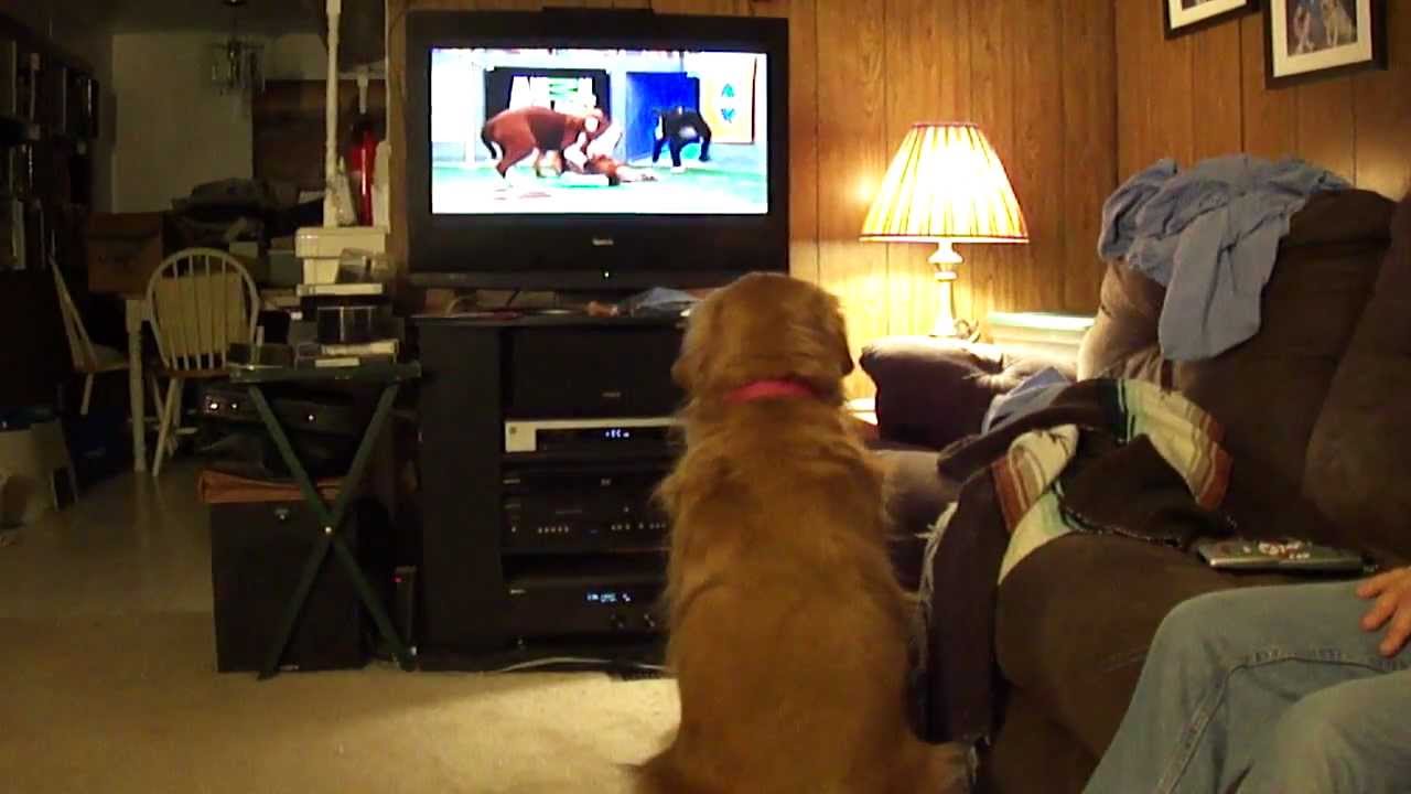 Dog watches Puppy Super Bowl VIII on TV (1 of 2) - YouTube