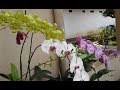 Dendrobium X Superbiens