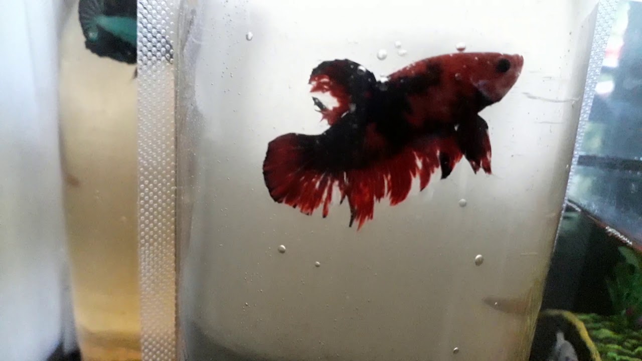 ikan cupang buat pemula 
