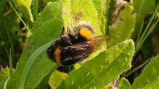 A minute with a Bumble bee