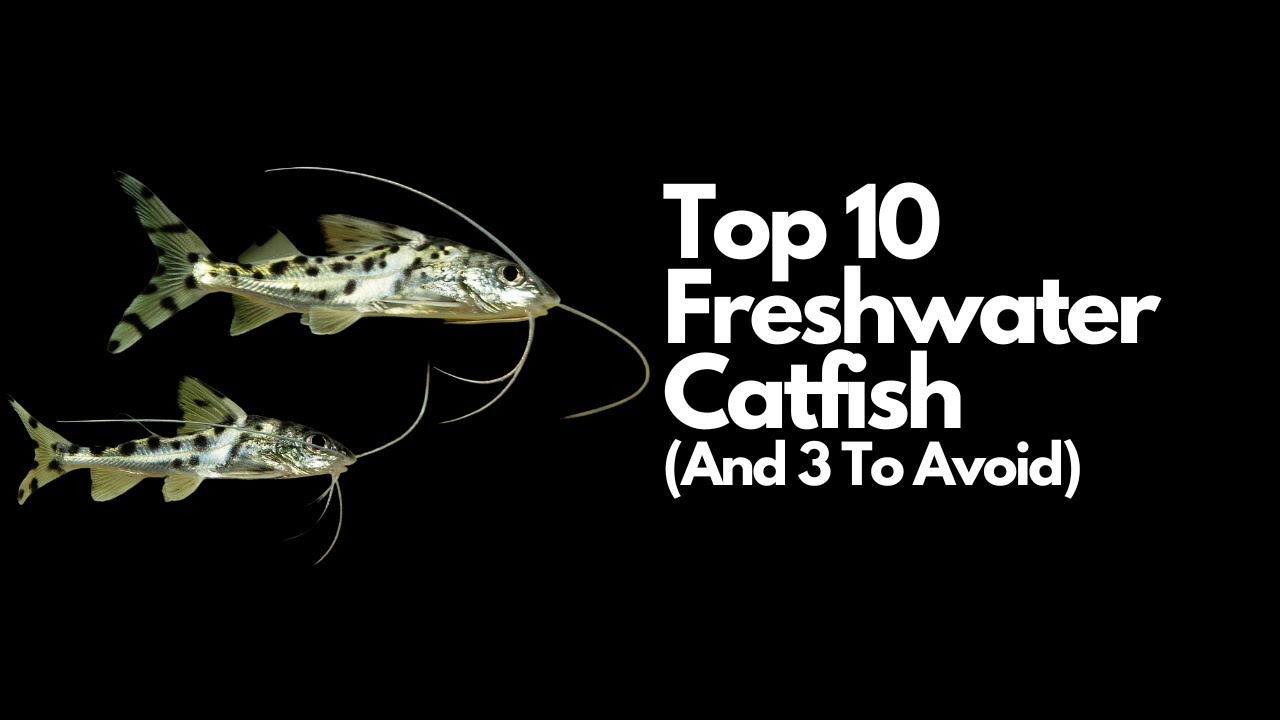 Top 10 Freshwater Catfish🐈 (And 3 To Avoid) 