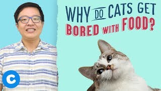 Wondering what to feed cats so they aren’t bored with their cat
food? if you stay tuned, we’ll give the scoop on why your won’t
eat food. how m...