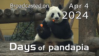 20240404 Broadcast Top Highlights 04 by pandapia HD 198 views 13 days ago 2 minutes, 47 seconds