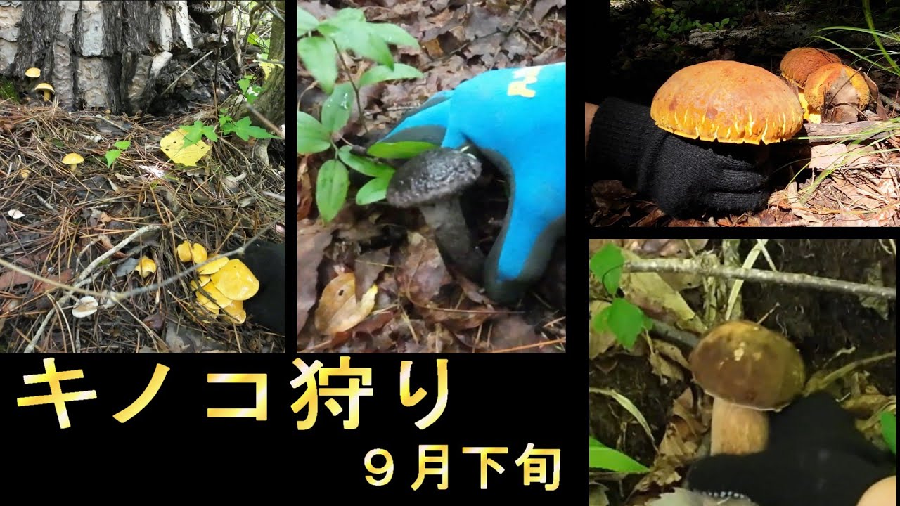 【キノコ狩り】楽しくなってきたキノコ狩り！　オニイグチ（の仲間）・アミタケ・ヤマドリタケモドキ・アカヤマドリ・ヌメリスギタケモドキなど