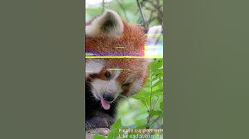 ☝️ Did you know Red Pandas were so cute? ☝️ #cuteness #cheer #happy #animals