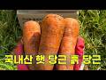 국내산 햇 당근, 흙 당근의 신선함 그대로! 주스용으로 딱! 🥕