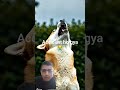 Dog ne malik ka badla kese liya😢👌~#short feed##short#tranding#viral reels#loyalty#animal lover#pets